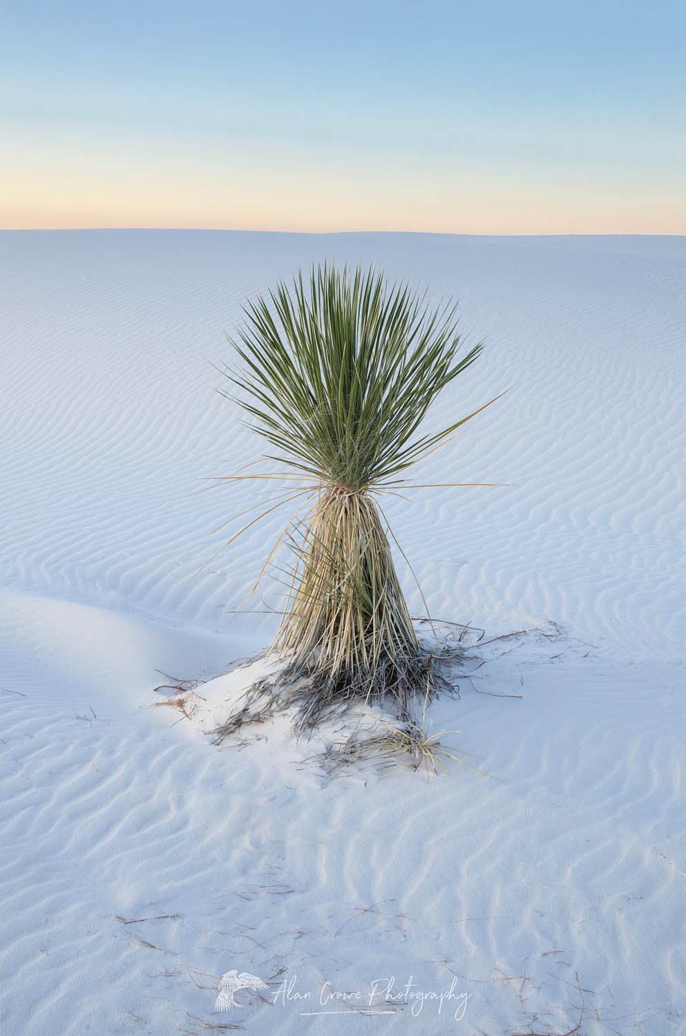 Yucca, White Sands National Park New Mexico #57154