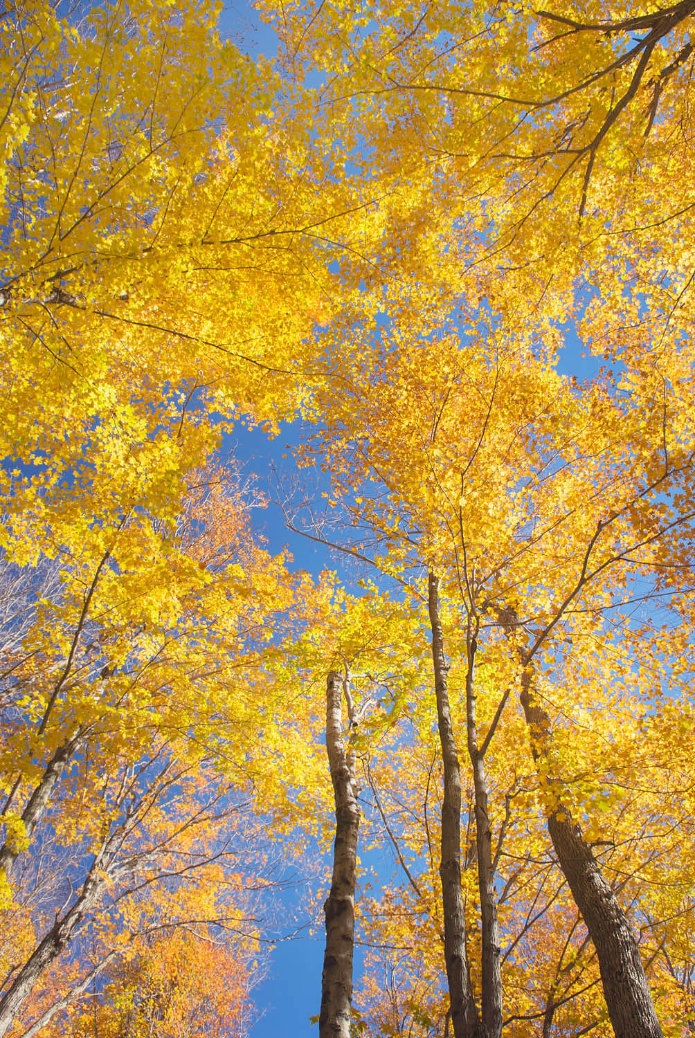 Maple trees in full autumn foliage Green Mountains Vermont #7863