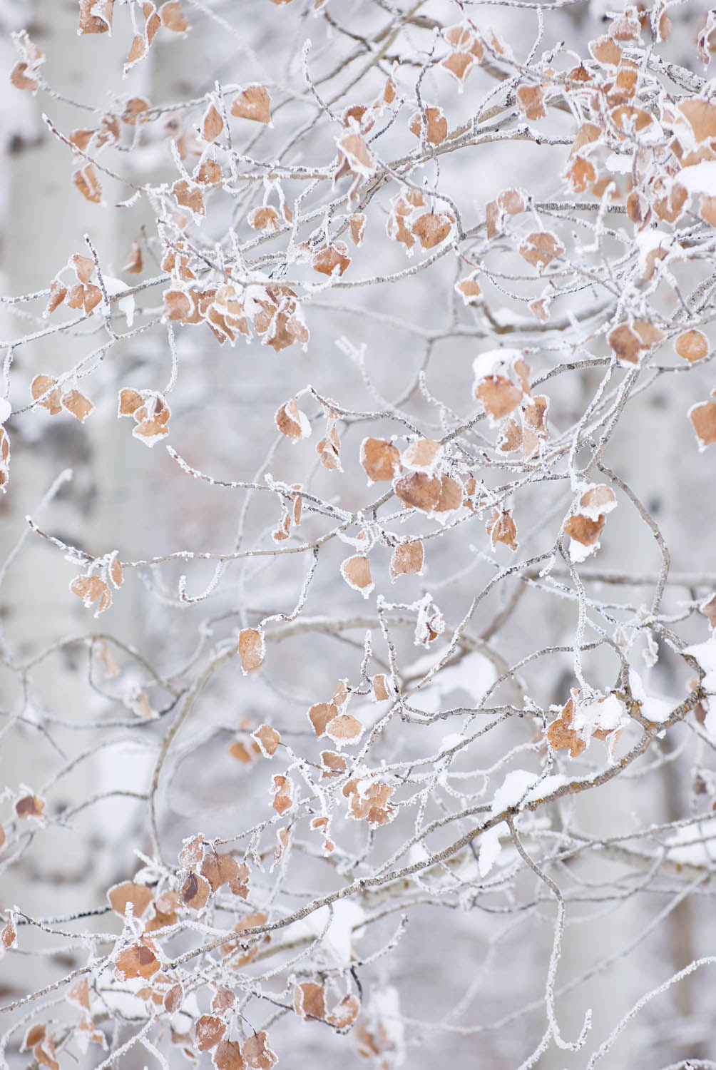Grove of aspen trees (Populus tremuloides) in winter, Methow Valley Washington #15744