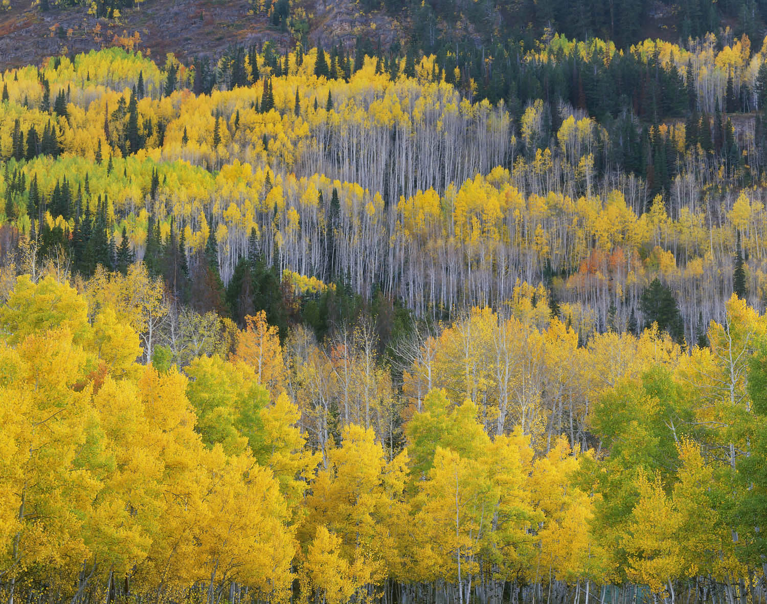 Aspen forest in autumn, Cache National Forest, Wasatch Mountains Utah #6113