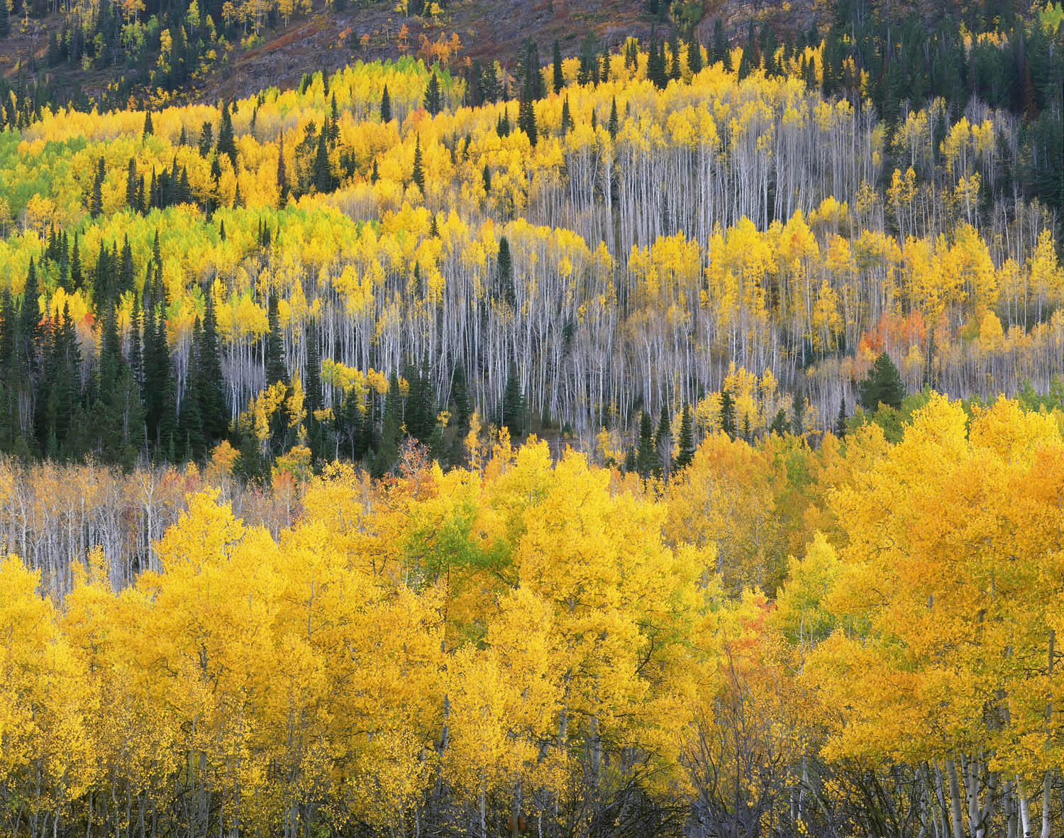 Aspen forest in autumn, Cache National Forest, Wasatch Mountains Utah #6114