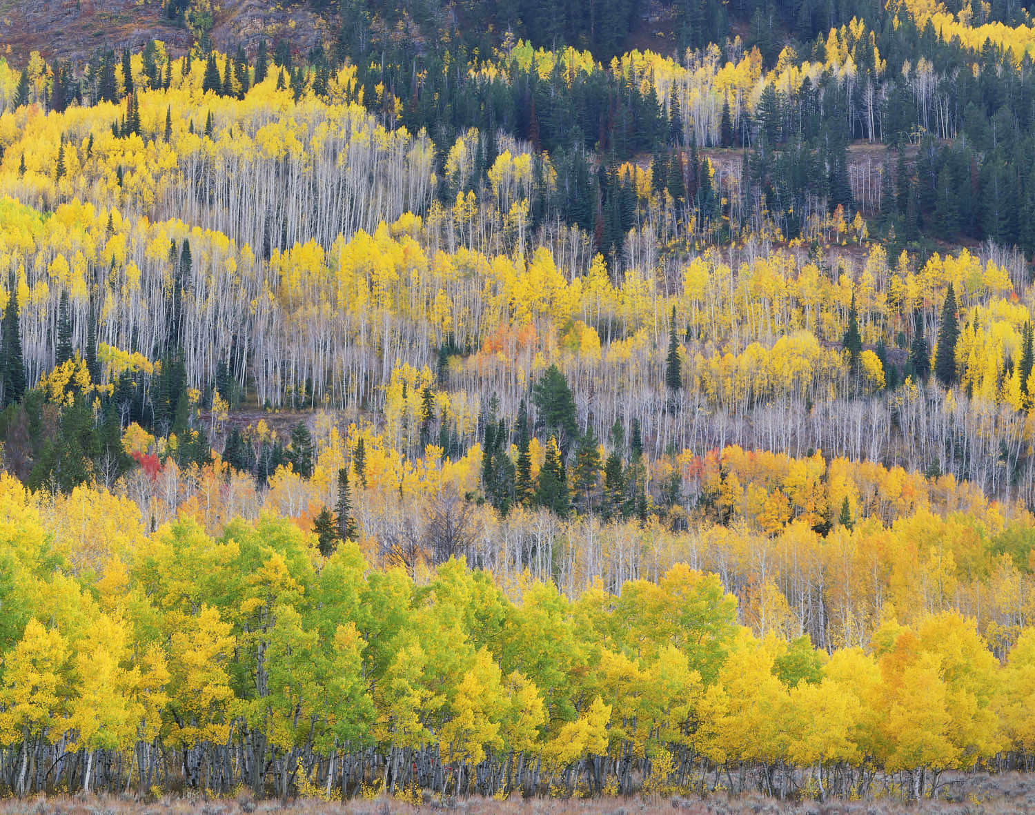 Aspen forest in autumn, Cache National Forest, Wasatch Mountains Utah #6115