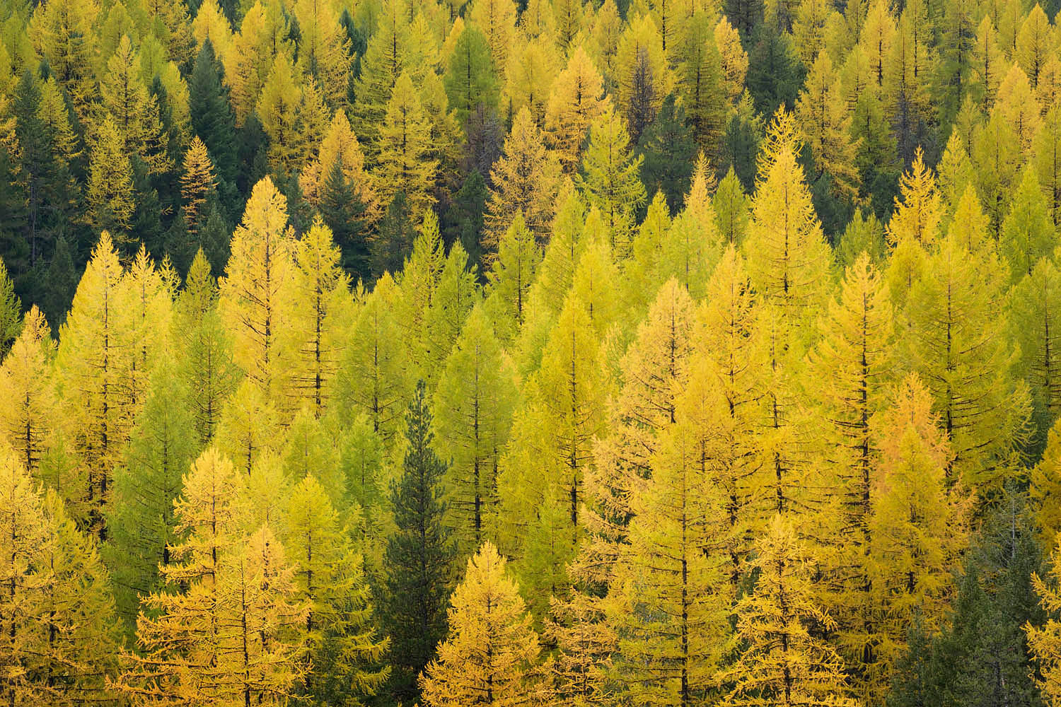 Forests of Western Larch (Larix occidentalis) in fall color, Flathead National Forest Montana #22000