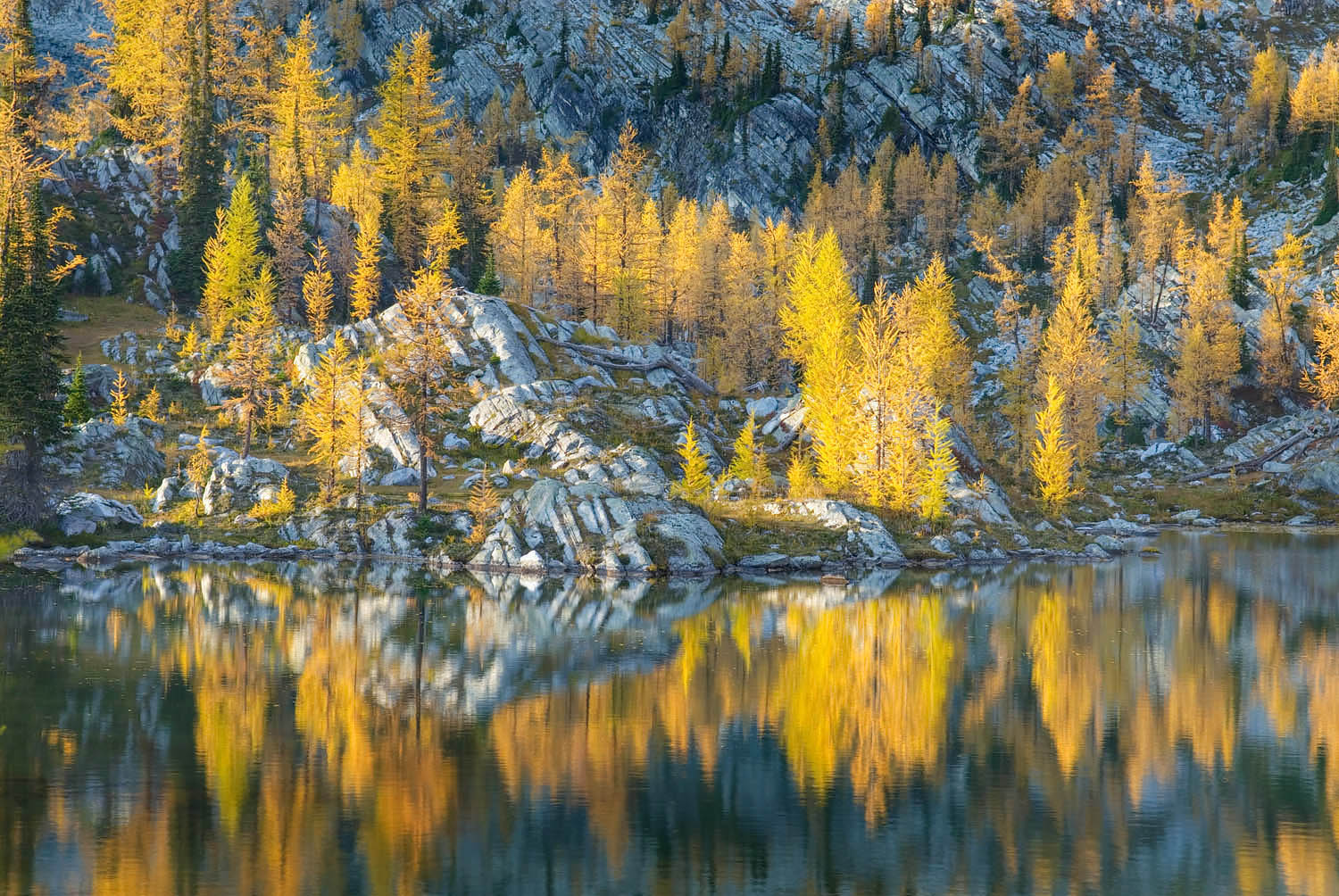 Alpine larches (Larix lyallii) reflected in tarn below Mount Monica Purcell Mountains British Columbia #25781