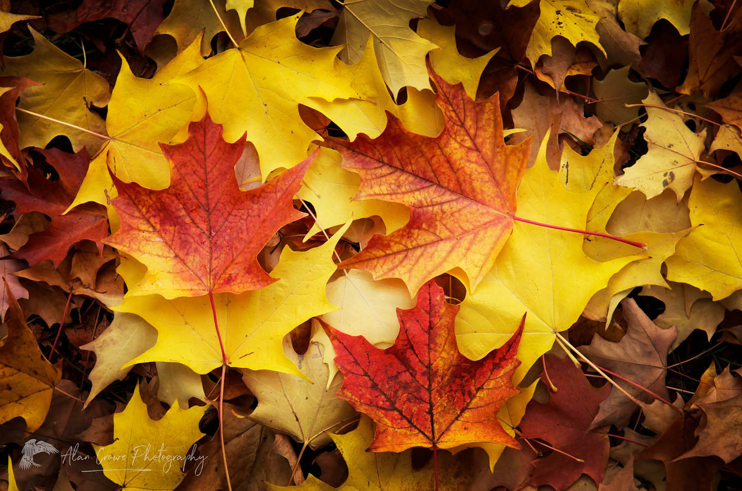 Red, Orange, and yellow maples leaves in Autumn #56501