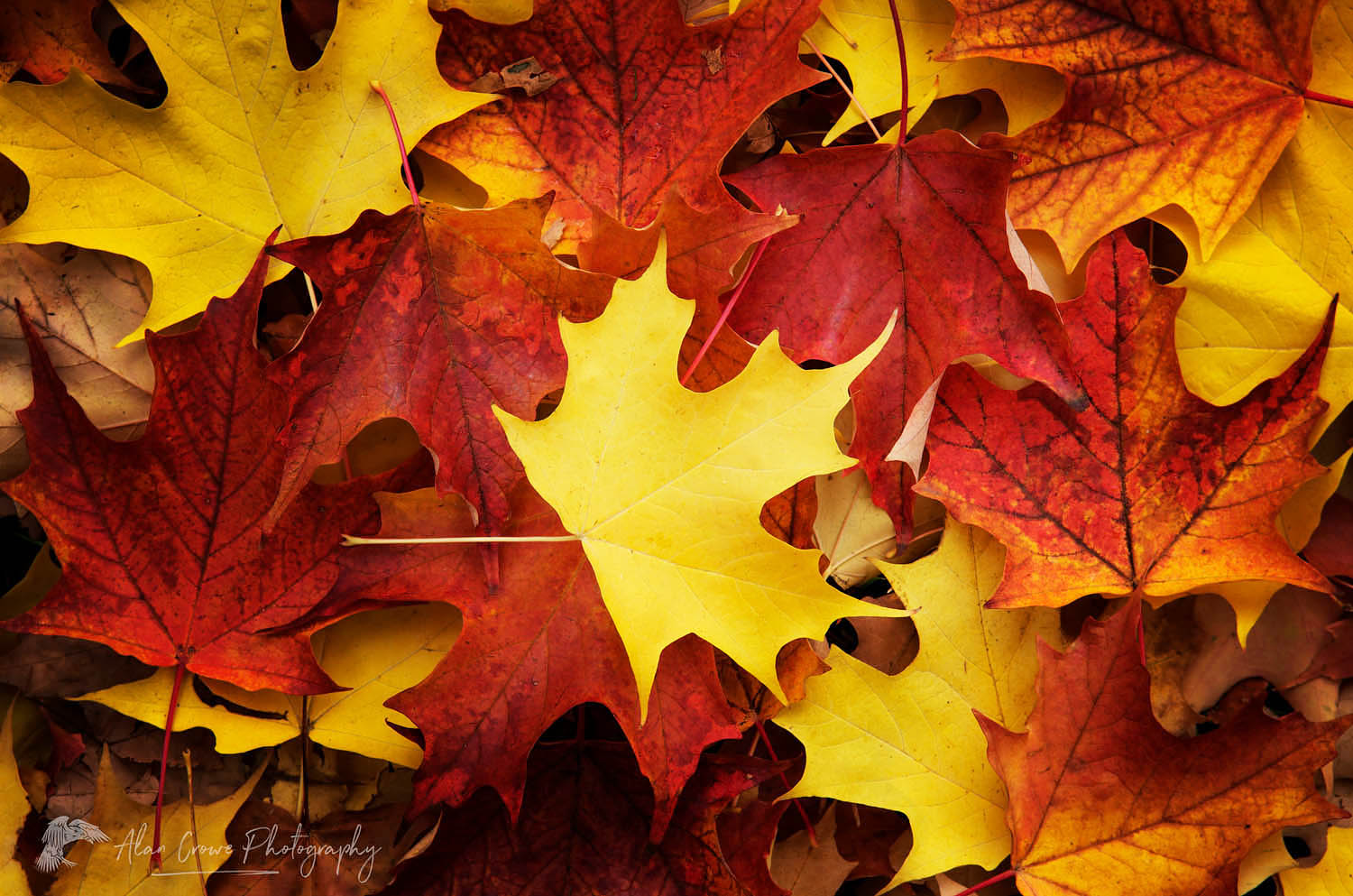 Red, Orange, and yellow maples leaves in Autumn #56502