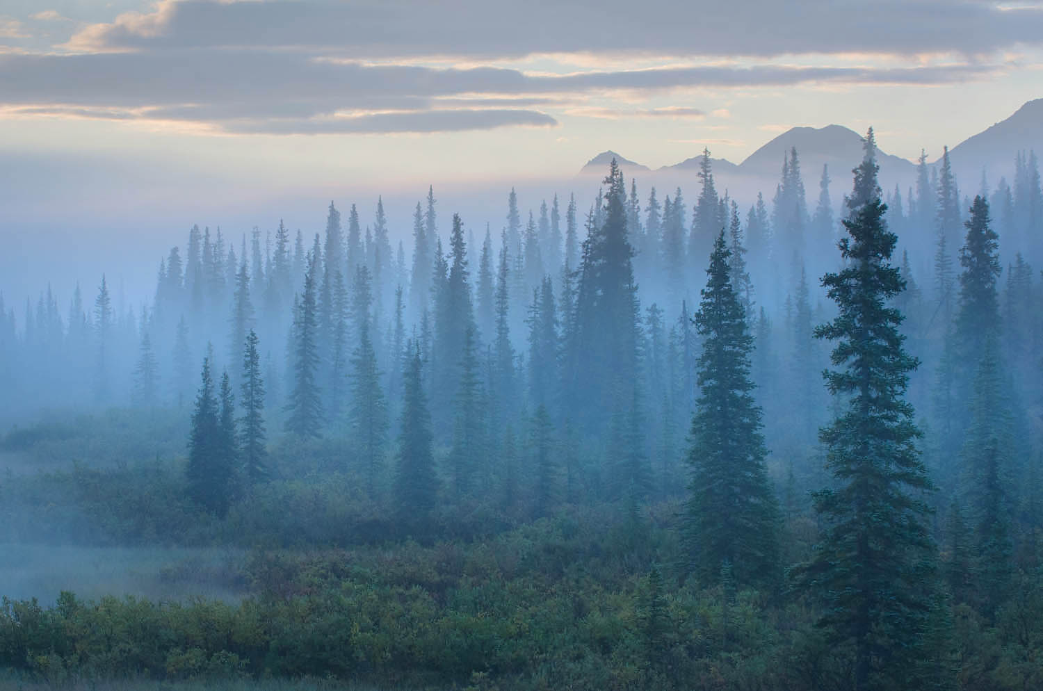 Morning fog over boreal forest Alaska #14596