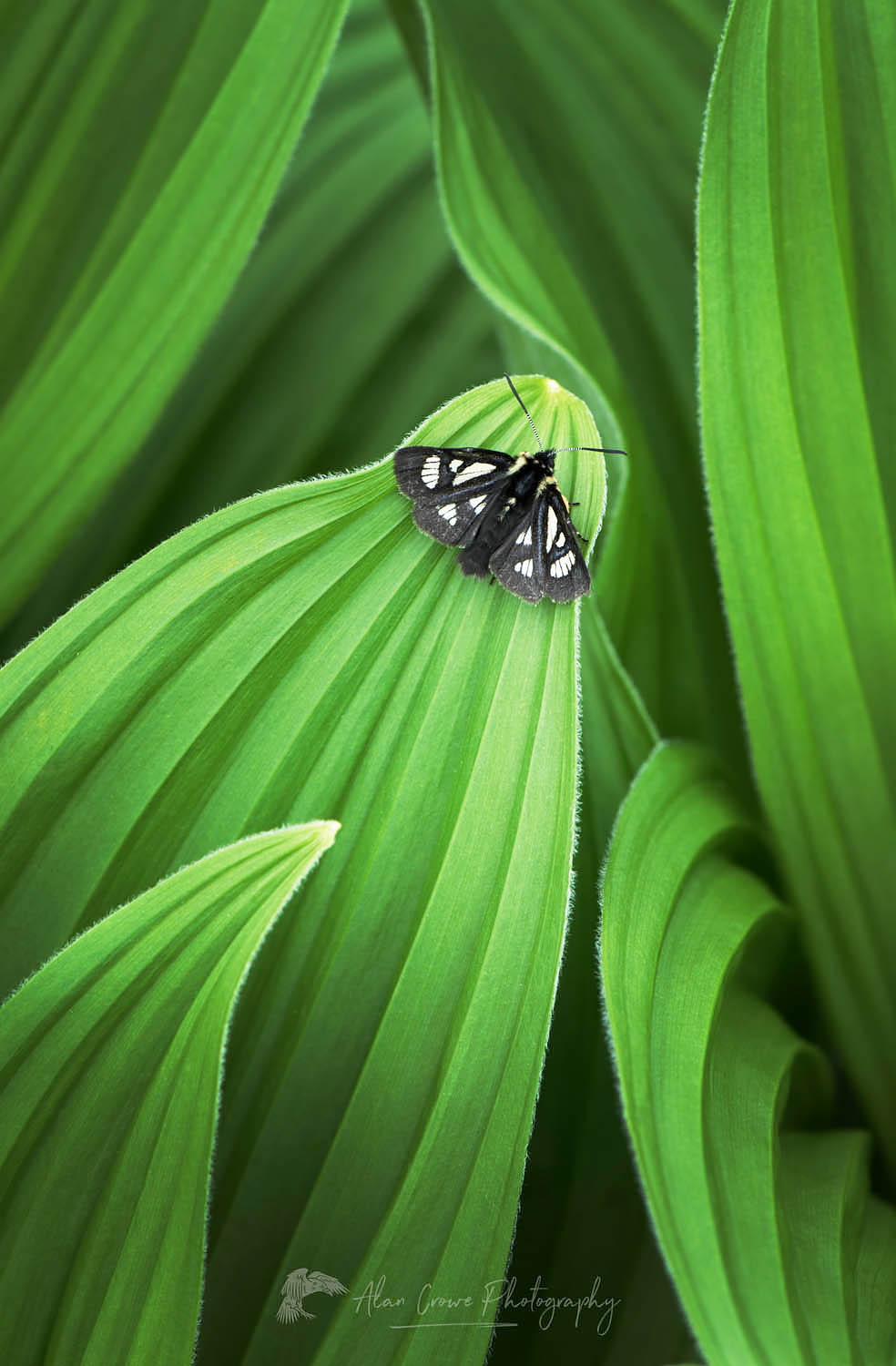 Black spotted moth resting on False hellebore/ Corn Lily (Veratrum viride) #24034