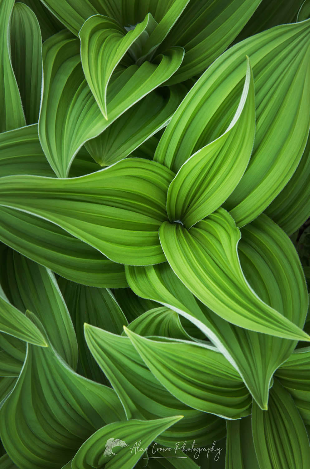 False hellebore/ Corn Lily (Veratrum viride) #24041