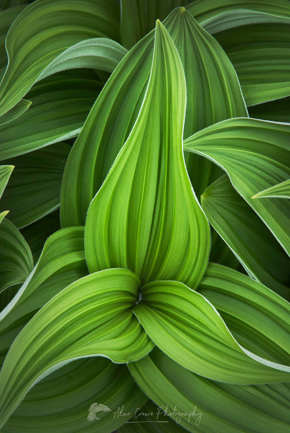 False hellebore/ Corn Lily (Veratrum viride) #24042