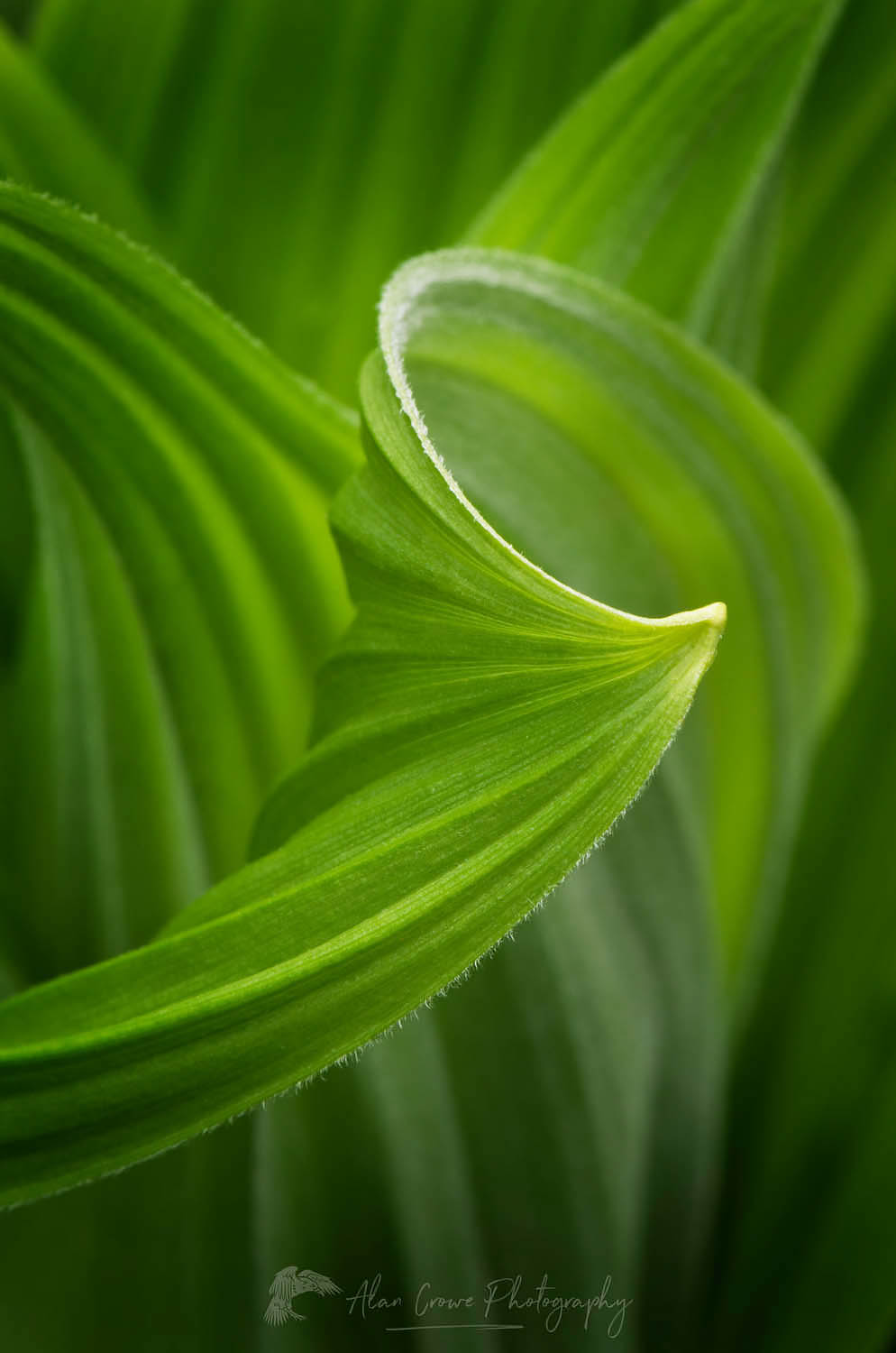 False hellebore / Corn Lily (Veratrum viride) #54153