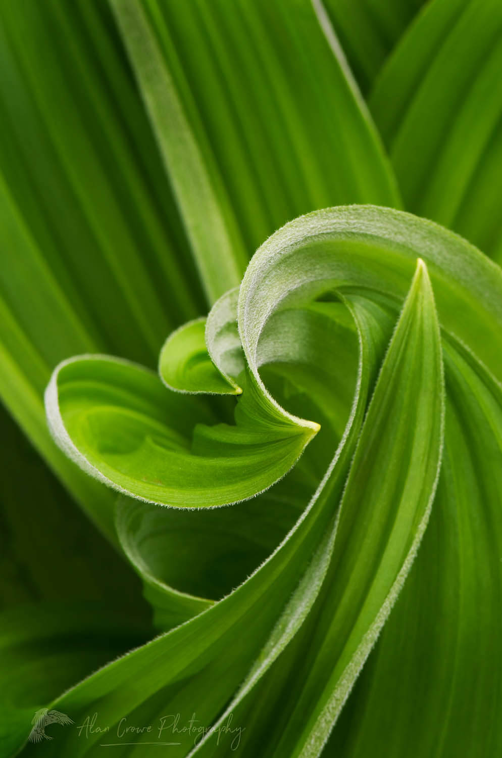 False hellebore / Corn Lily (Veratrum viride) #54157