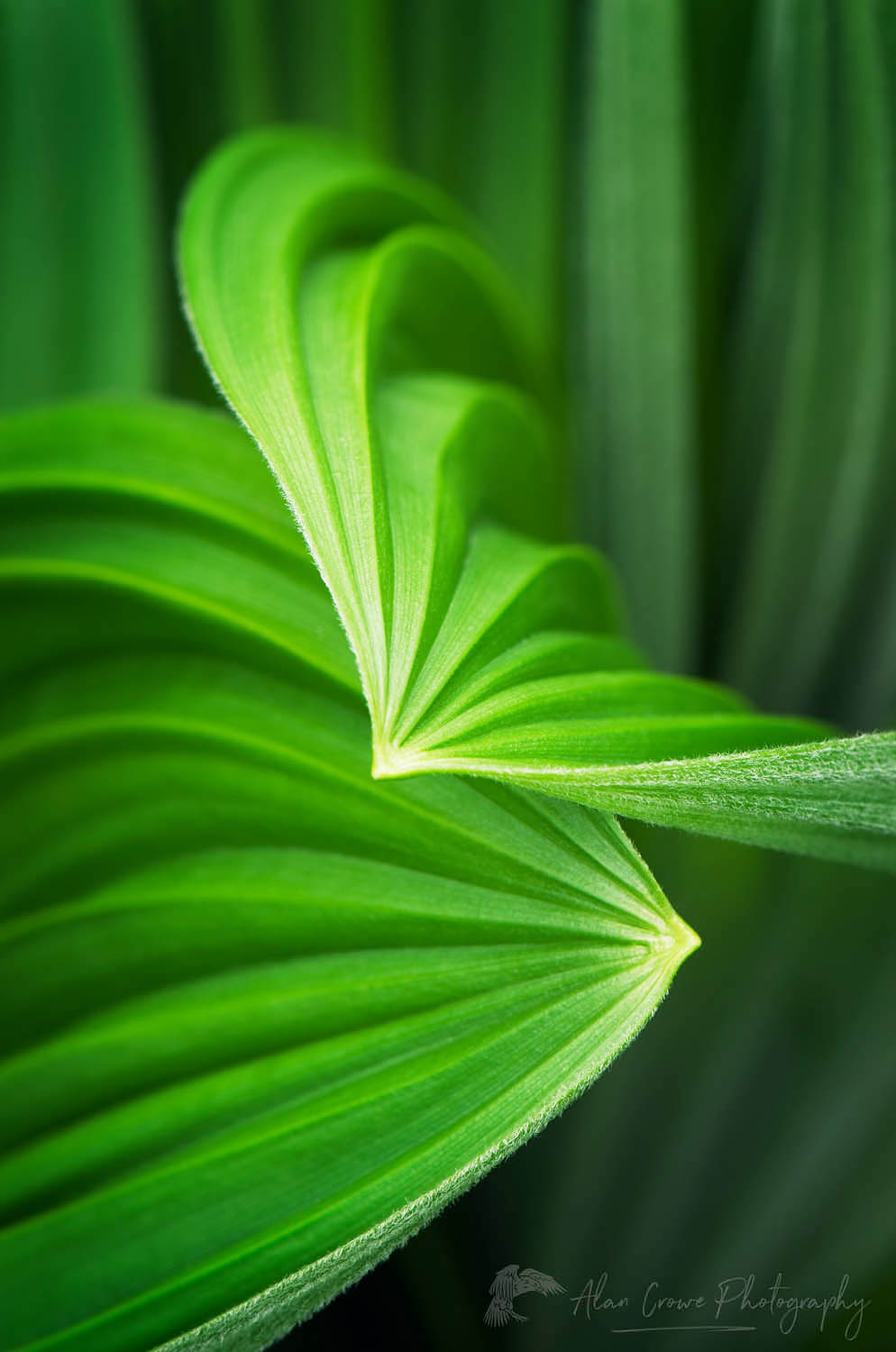 False hellebore / Corn Lily (Veratrum viride) #54161