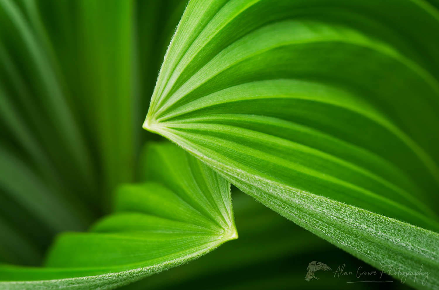 False hellebore / Corn Lily (Veratrum viride) #54162