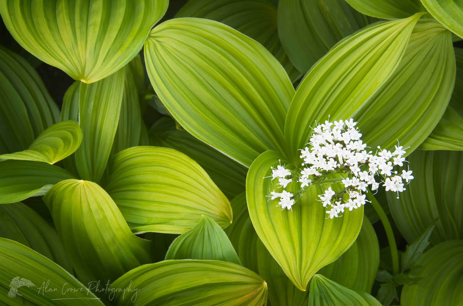 False hellebore (Veratrum viride) Corn Lily and Valerian #54375