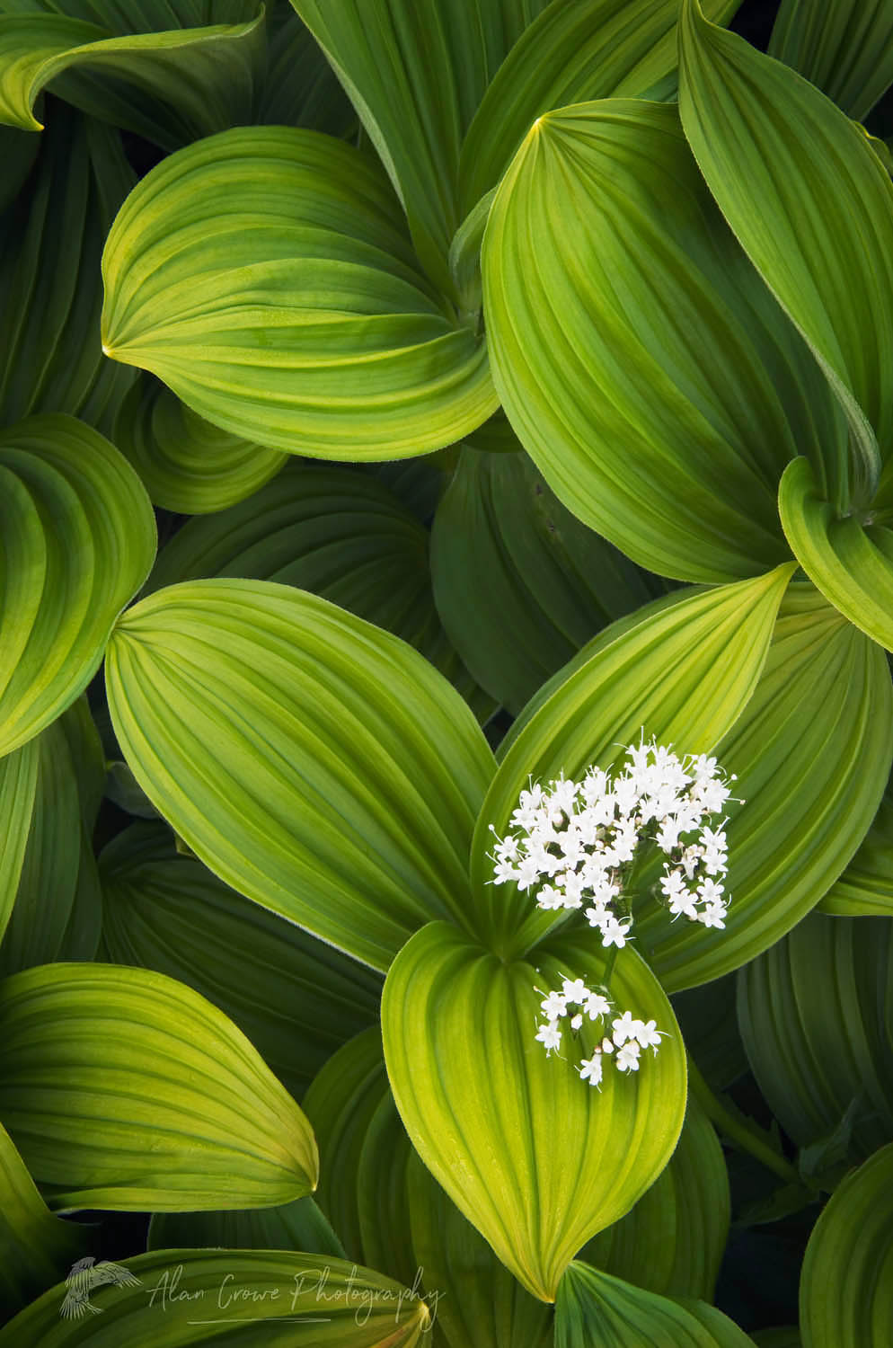 False hellebore (Veratrum viride) Corn Lily and Valerian #54378