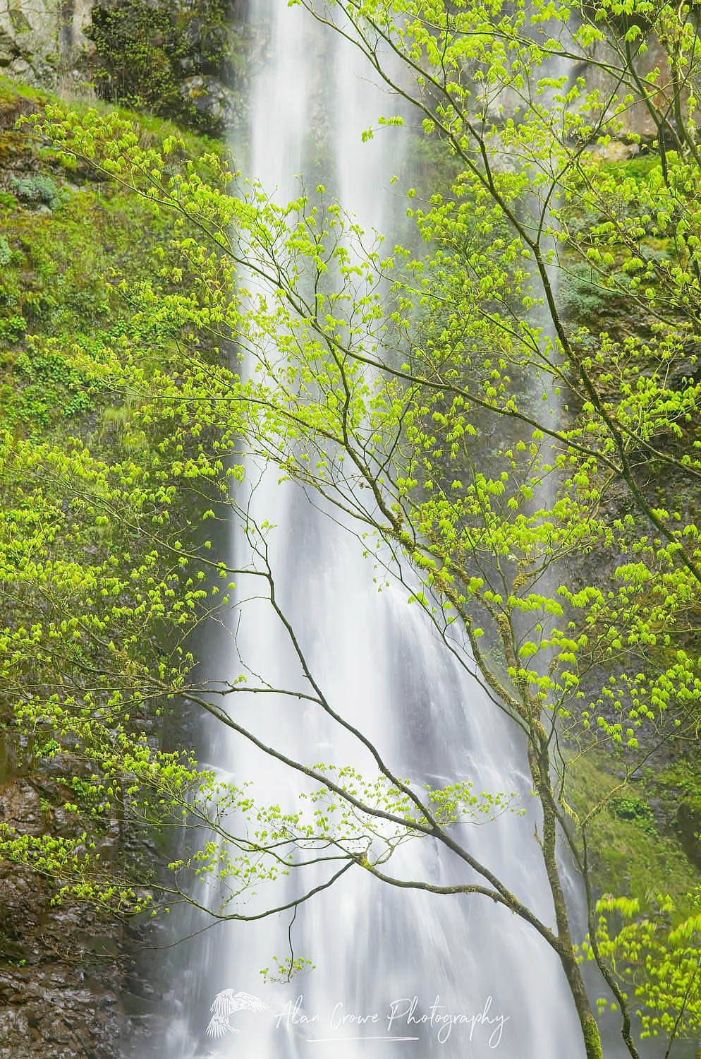 Double Falls, Silver Falls State Park, Oregon #47580