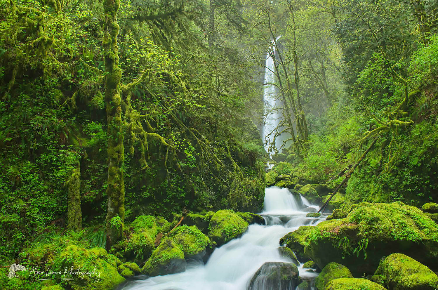 Elowah Falls and McCord Creek, Columbia River Gorge National Scenic Area Oregon #47789