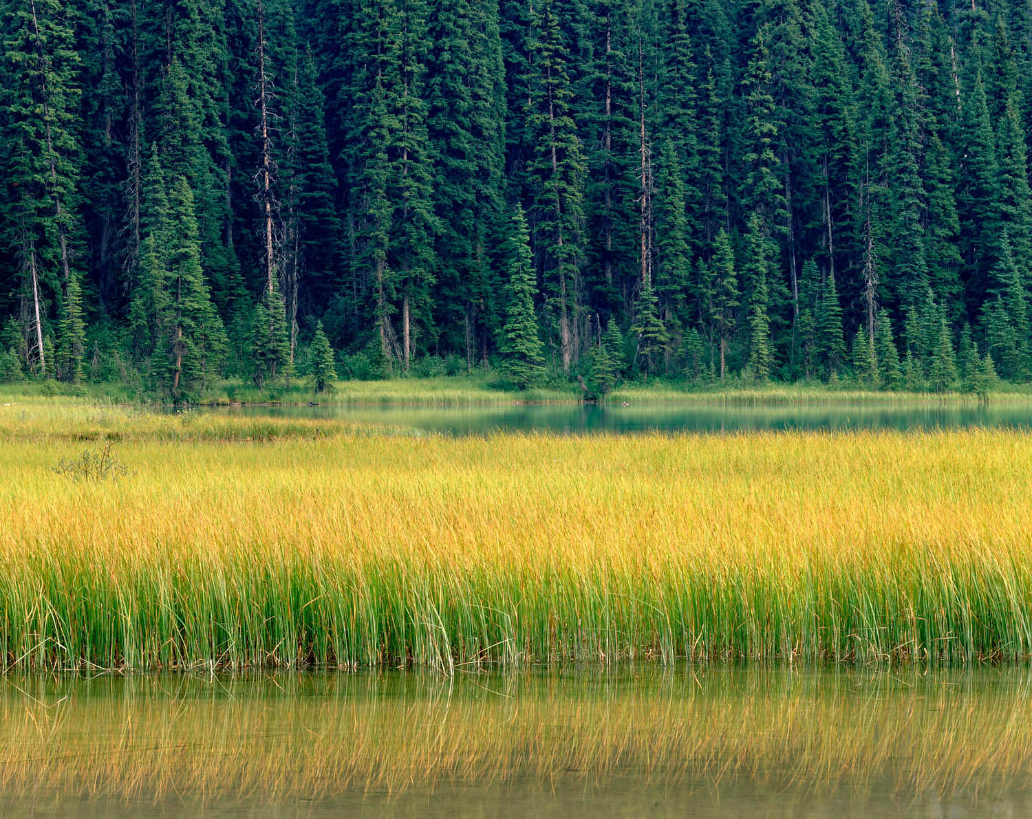 Emerald Lake, Yoho National Park British Columbia #4814
