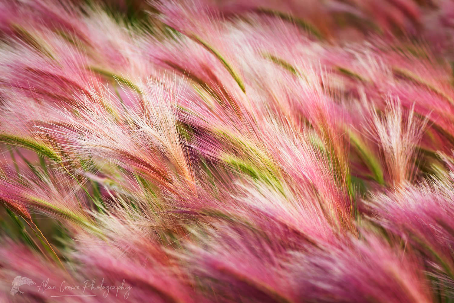Foxtail barley (Hordeum jubatum L.)