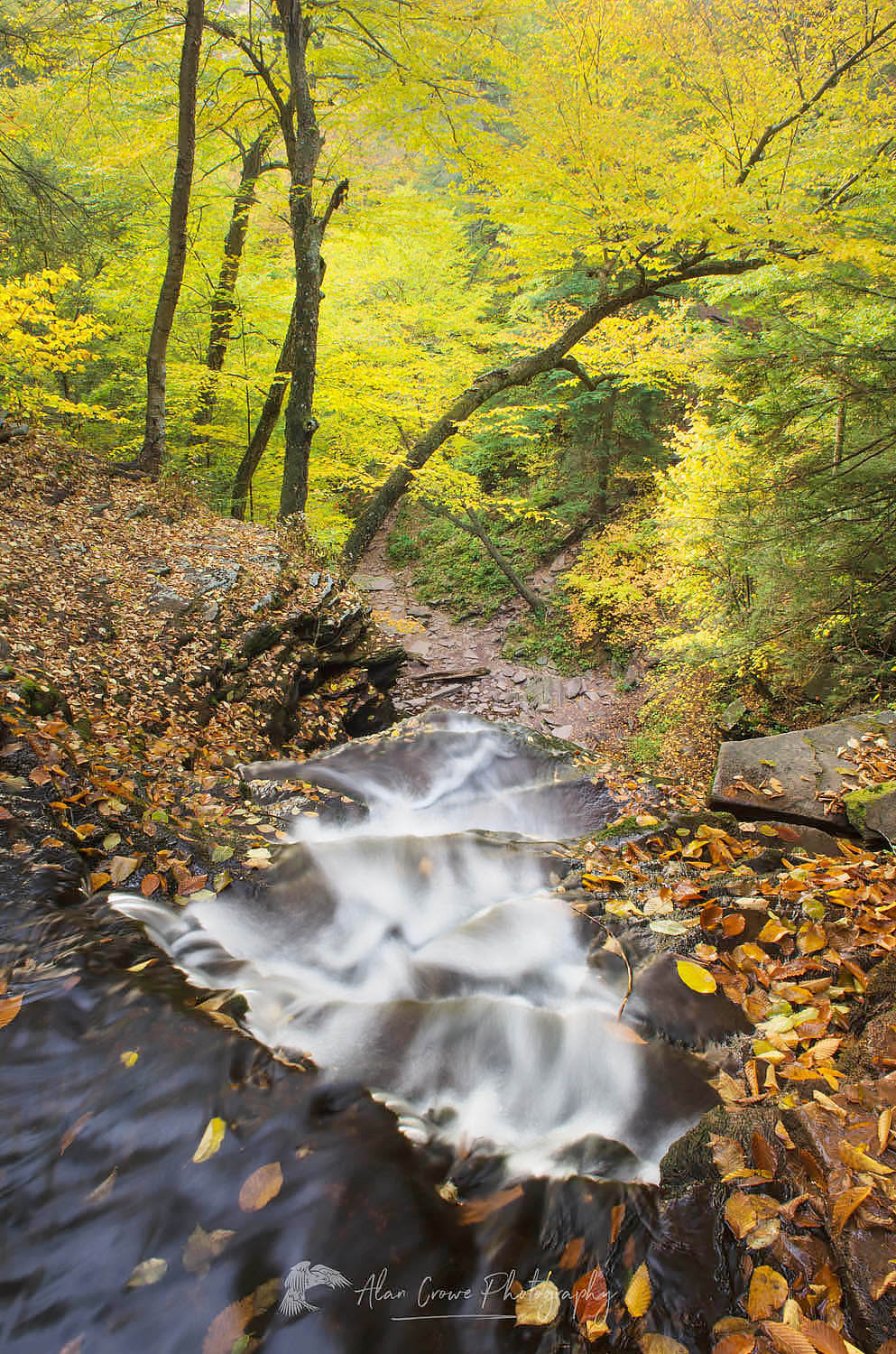 Ganoga Falls, Ricketts Glen Pennsylvania State Park Pennsylvania #59625
