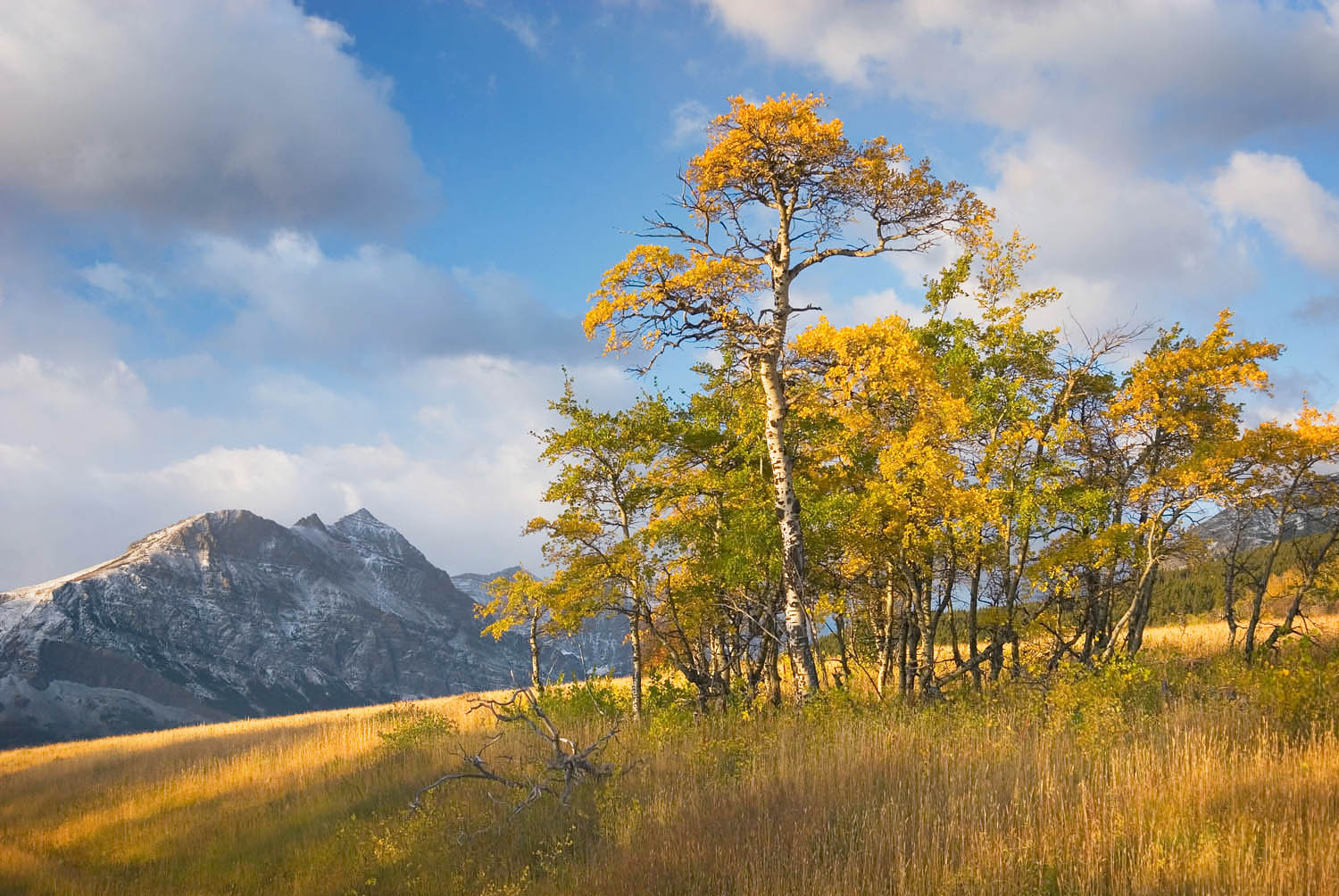 Aspens in autumn foliage near Two Dog Flats, Glacier National Park Montana #20712