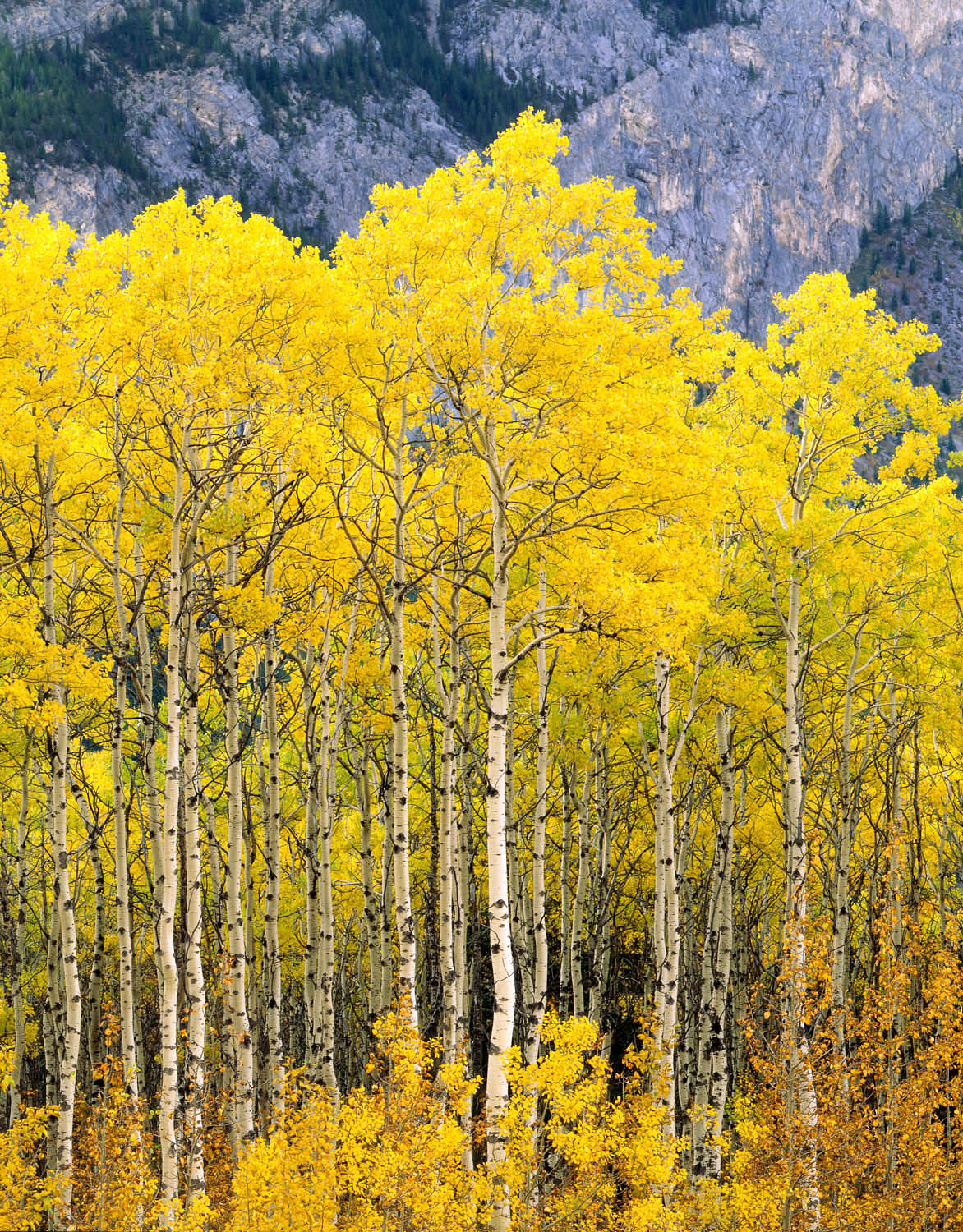 Aspen grove in autumn Kananaskis Country Alberta Canada #4872