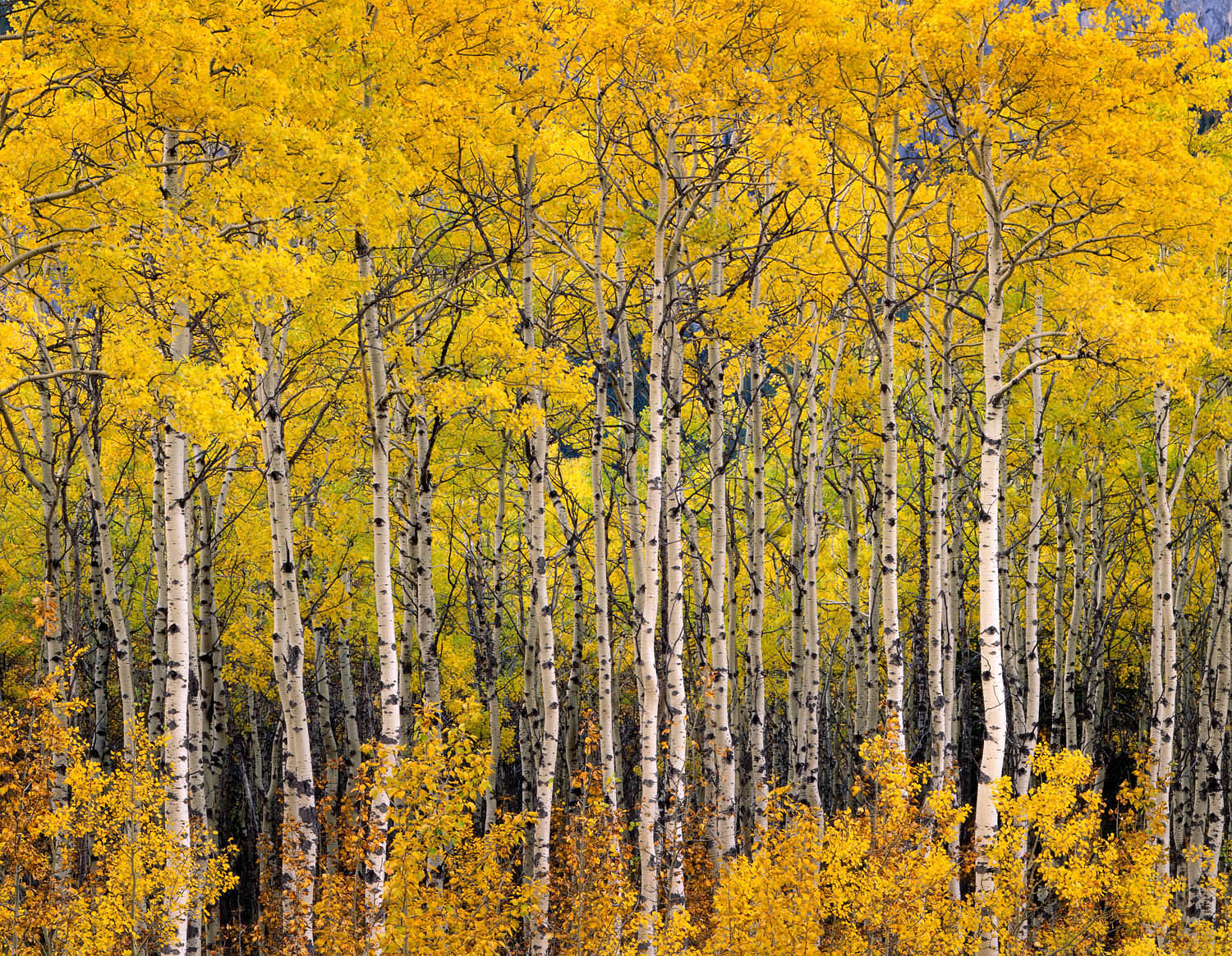 Aspen grove in autumn Kananaskis Country Alberta Canada #4874