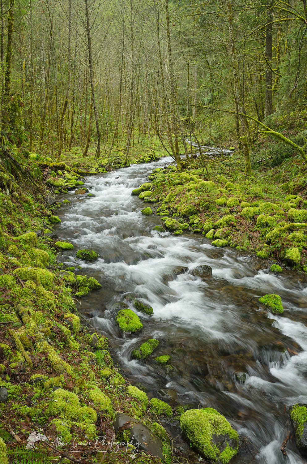 Gorton Creek, Columbia River Gorge National Scenic Area Oregon #60043