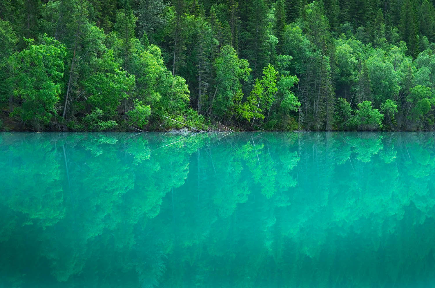 Trees reflected in calm glacial colored waters of Kinney Lake. Mount Robson Provincial Park British Columbia #45458