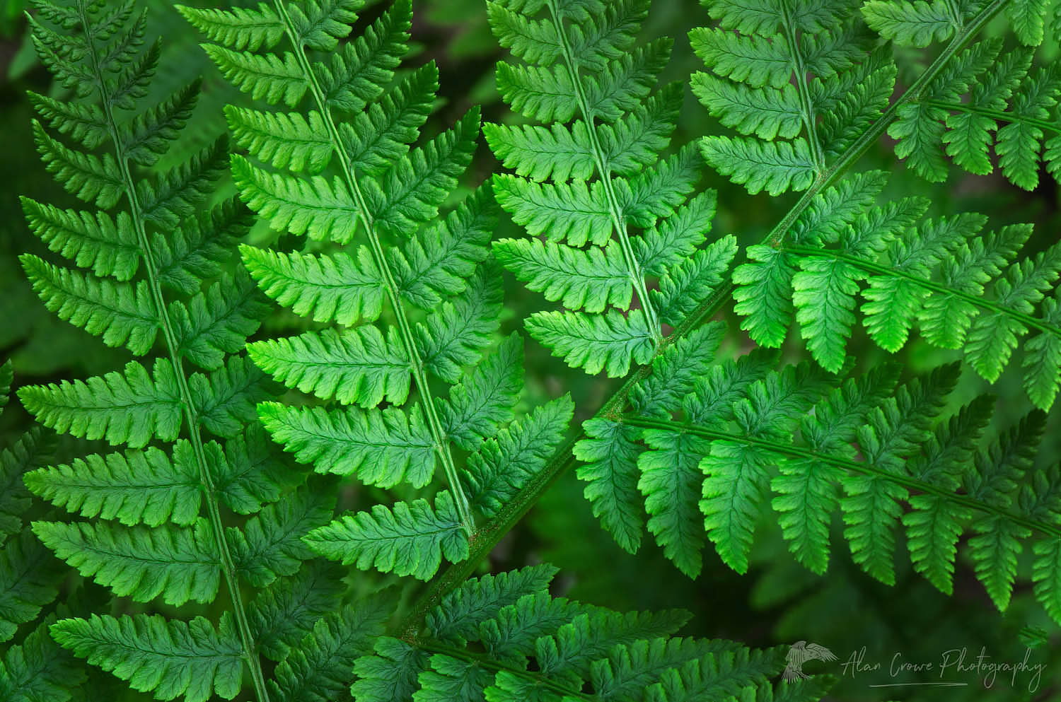 Lady Fern - Alan Crowe Photography