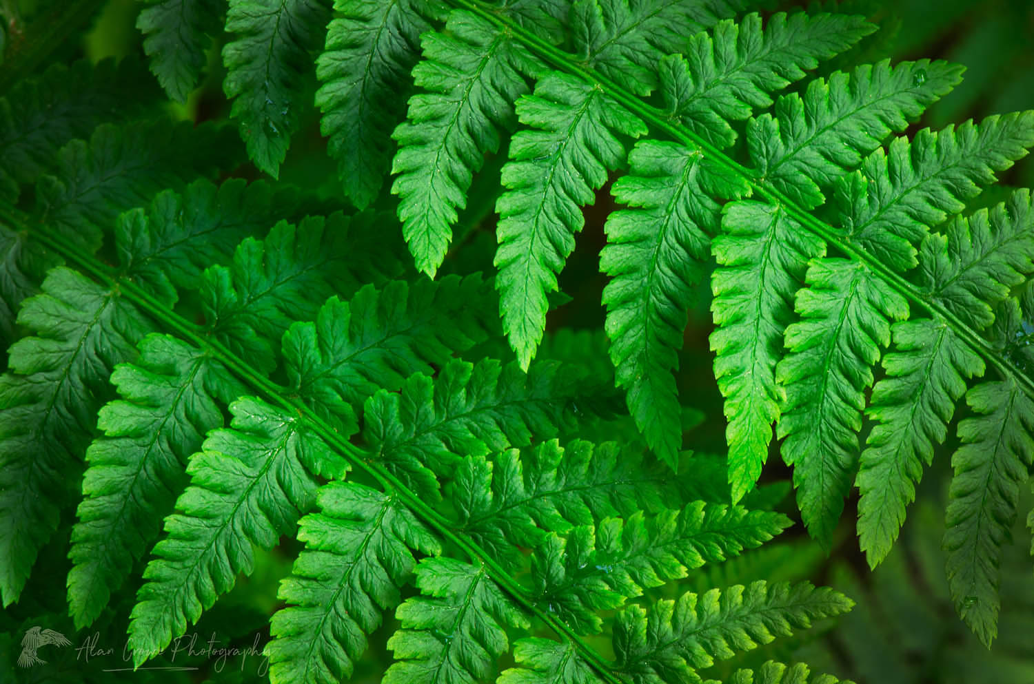 Lady Fern (Athyrium filix-femina) #62430