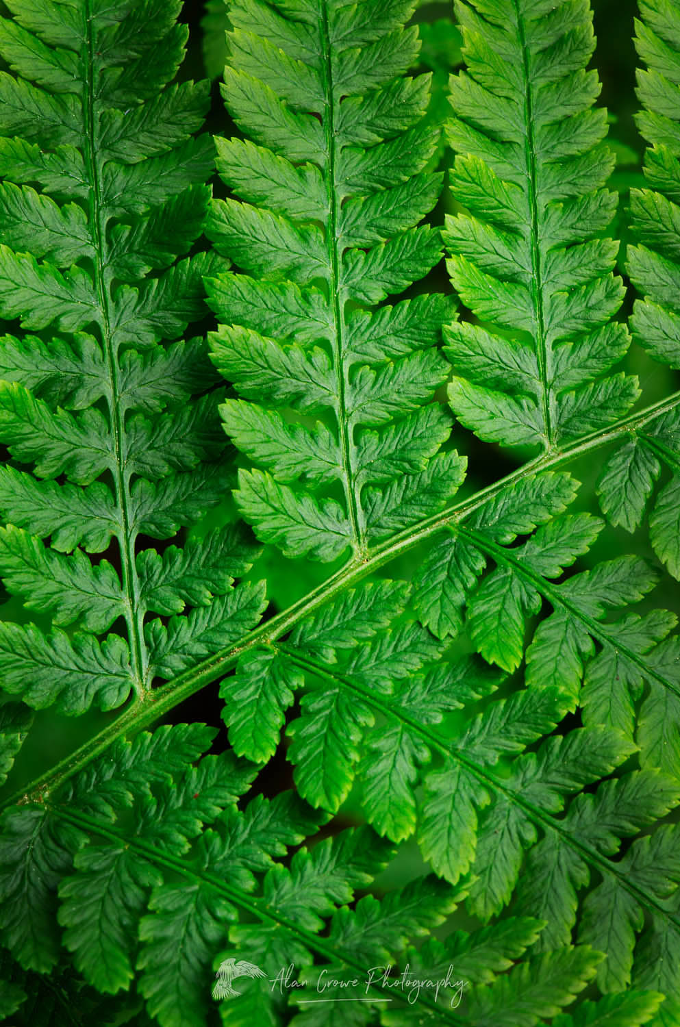 Lady Fern (Athyrium filix-femina) #62432