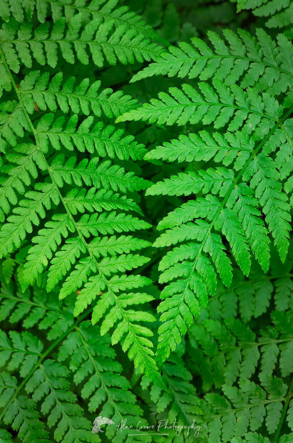 Lady Fern (Athyrium filix-femina) #62463