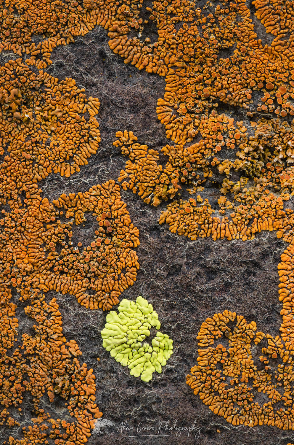 Multi-colored lichens on basalt rock, Columbia Plateau, Oregon #59872