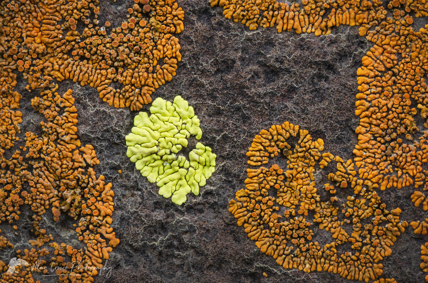 Multi-colored lichens on basalt rock, Columbia Plateau, Oregon #59874