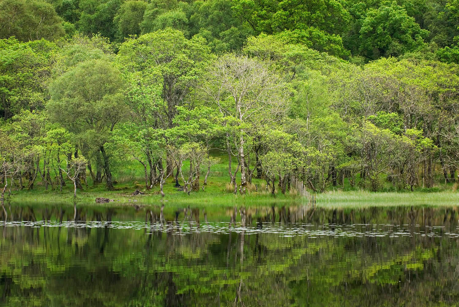 Forests along the shore of Loch Awe Scotland #12974