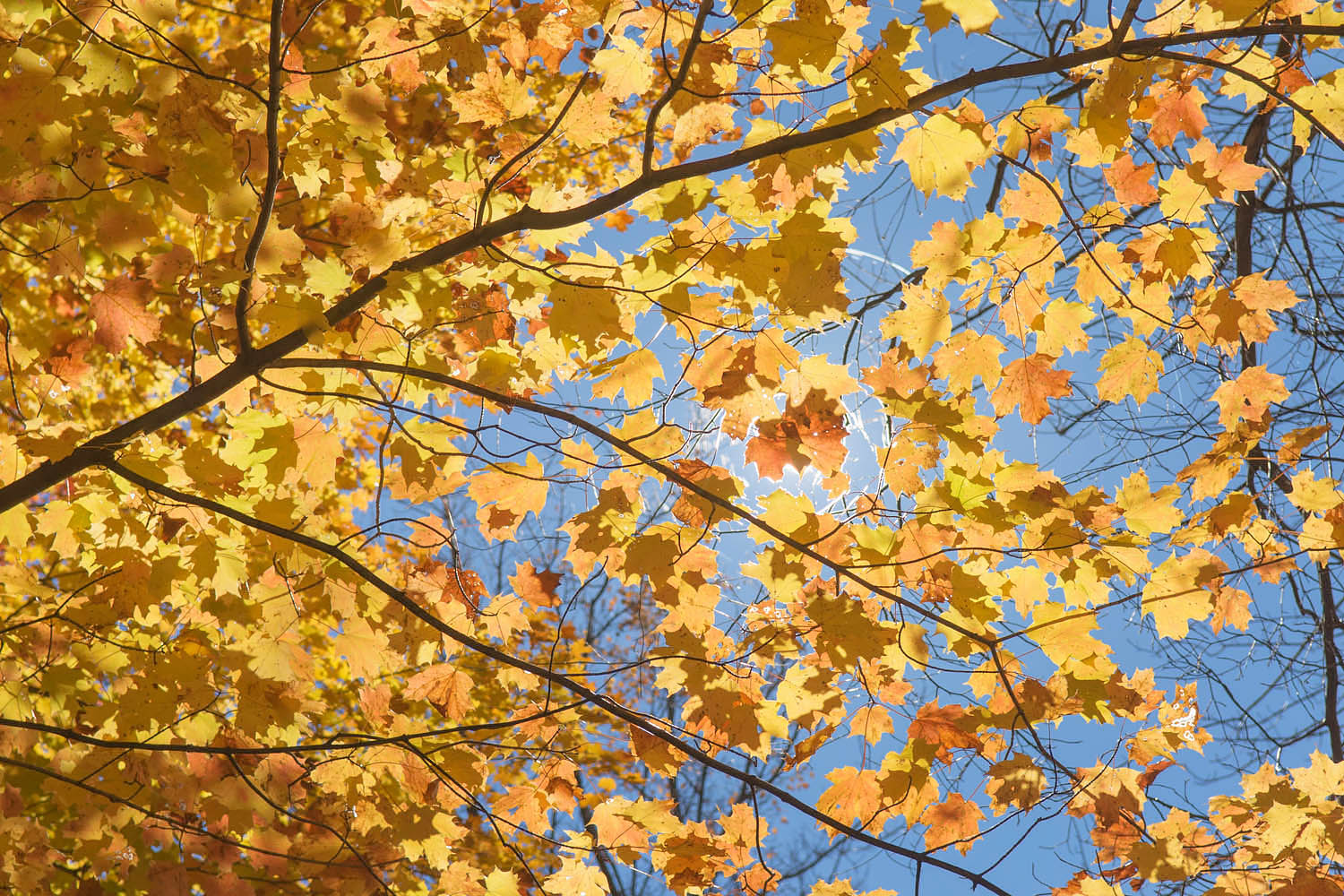 Maple trees in autumn foliage Green Mountains Vermont #7847