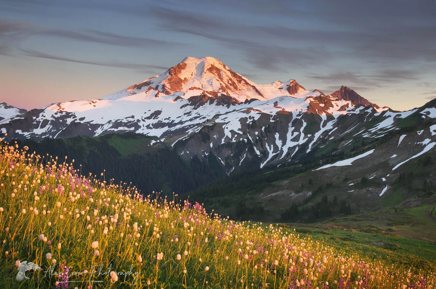 Mount Baker seen from wildflowers meadows on Skyline Divide, Mount Baker Wilderness North Cascades Washington #54343