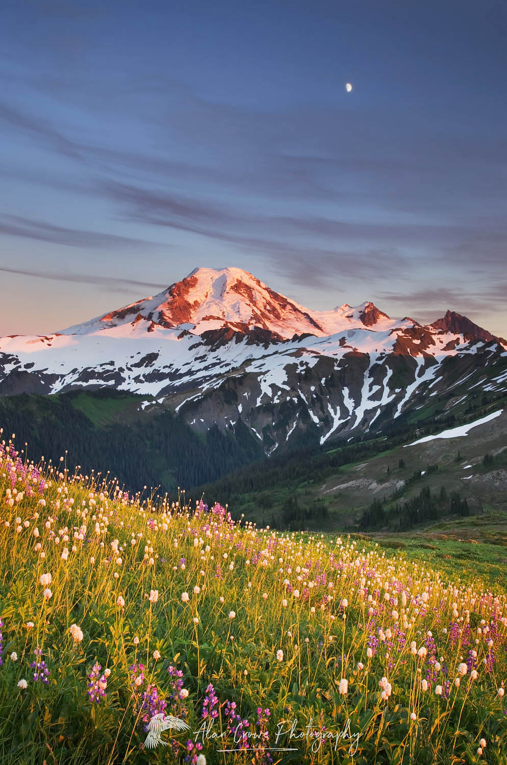 Mount Baker seen from wildflowers meadows on Skyline Divide, Mount Baker Wilderness North Cascades Washington #54345