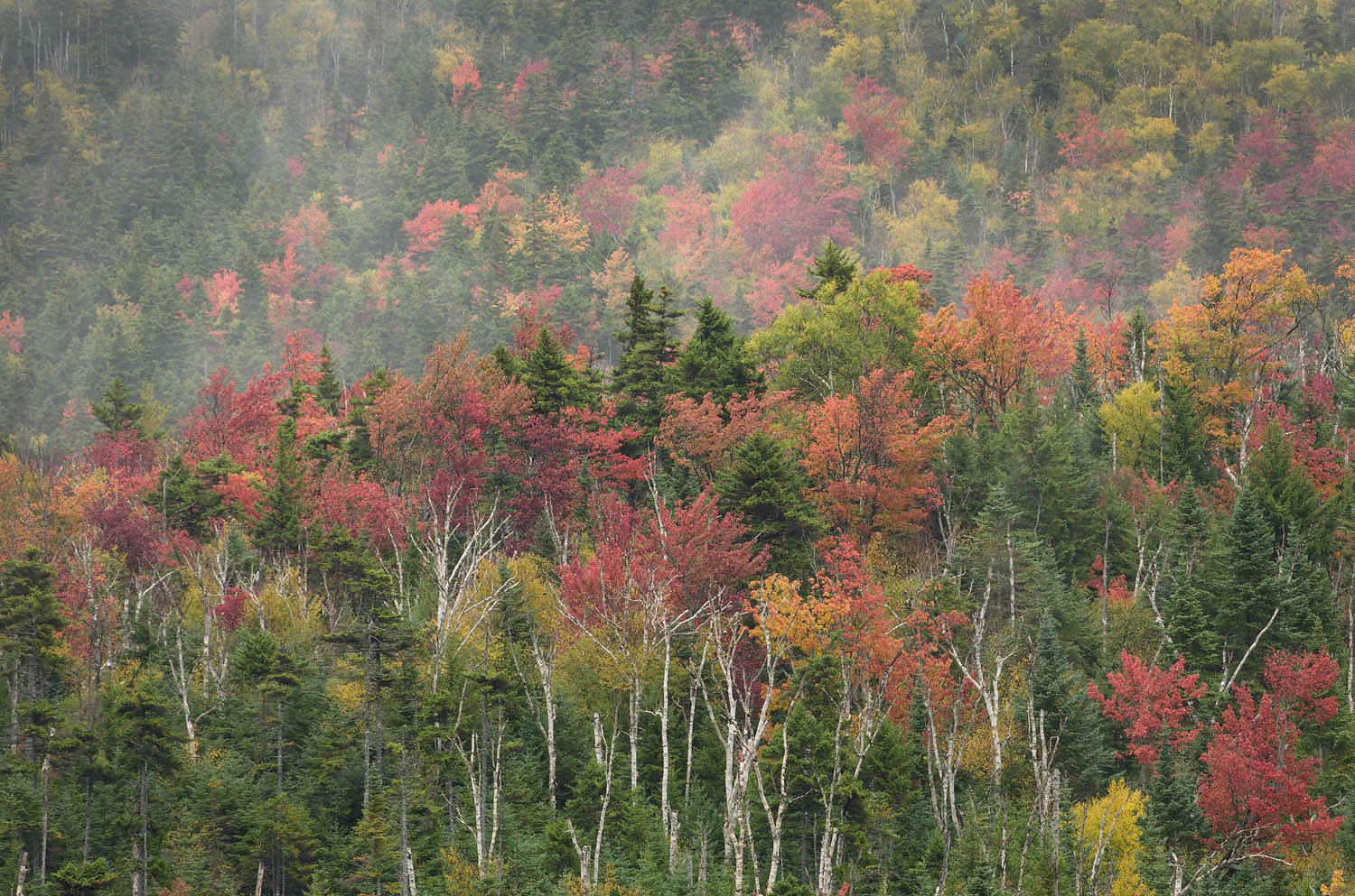 Fall Foliage White Mountains, New Hampshire #59158