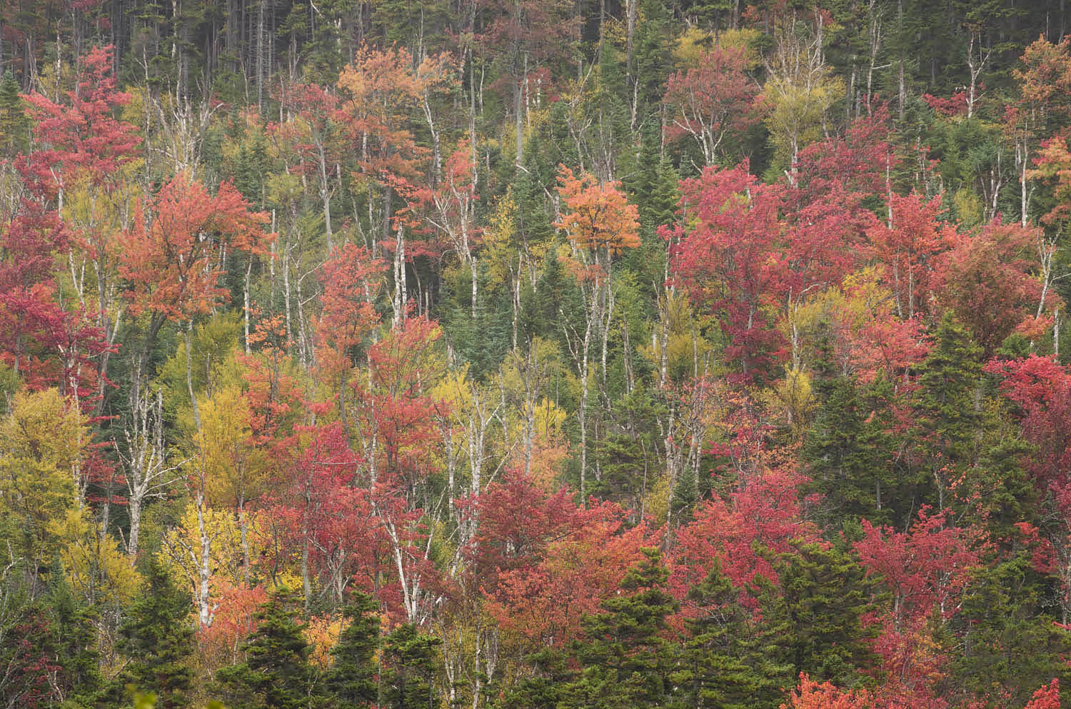 Fall Foliage White Mountains, New Hampshire #59159