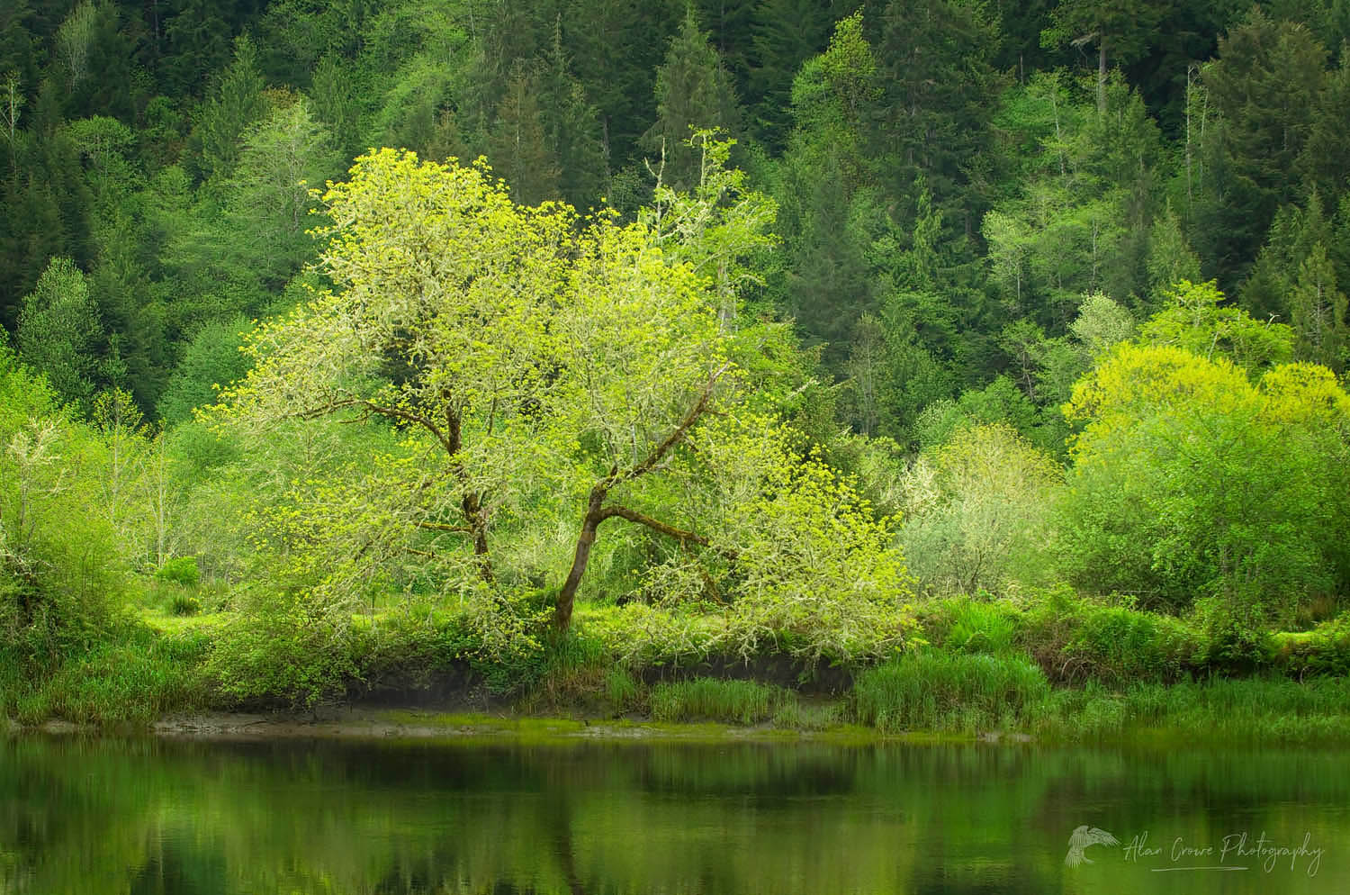 Lush spring foliage along the North Fork Smith River Oregon #44200