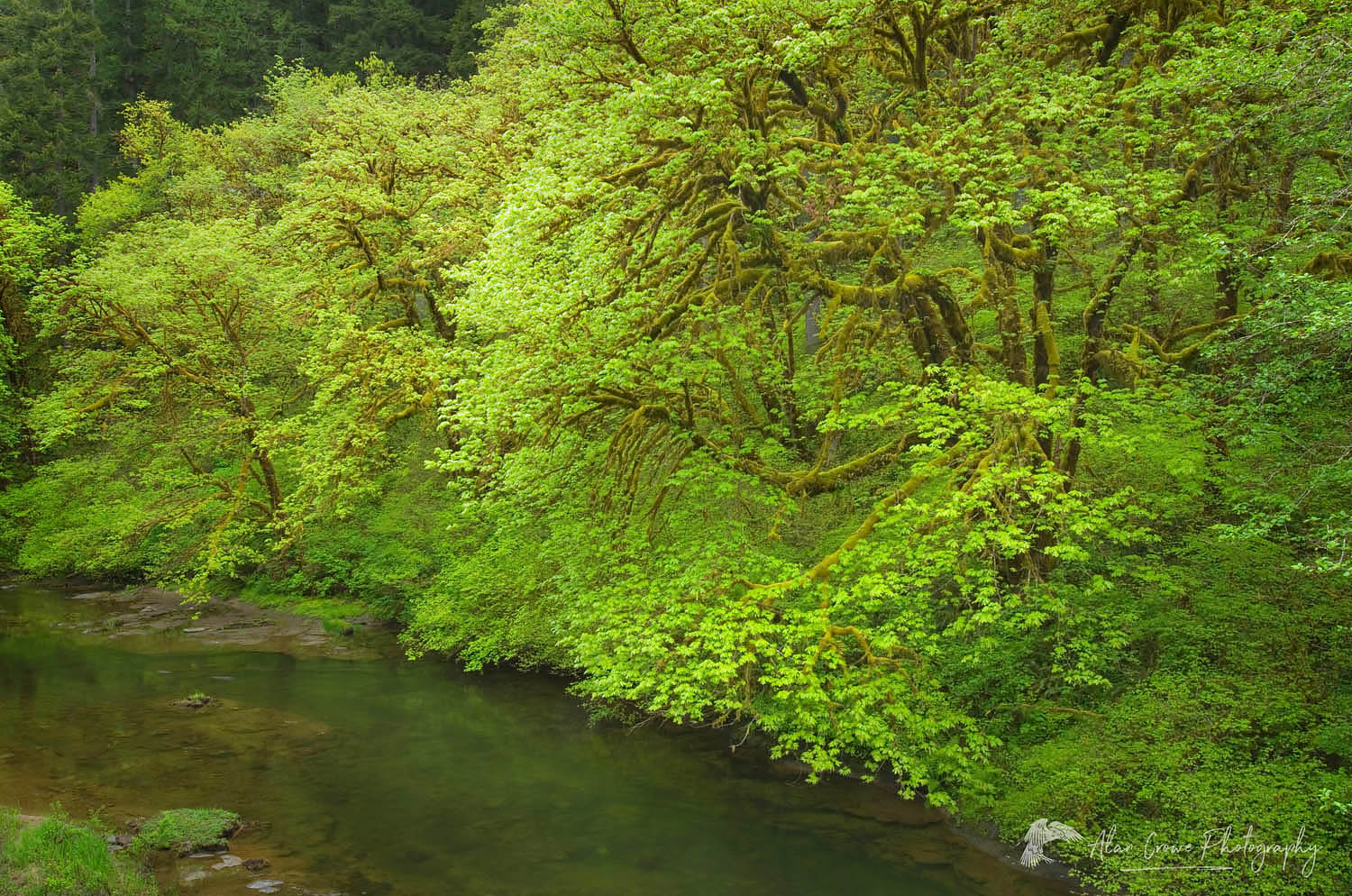 Lush spring foliage along the North Fork Smith River Oregon #44203