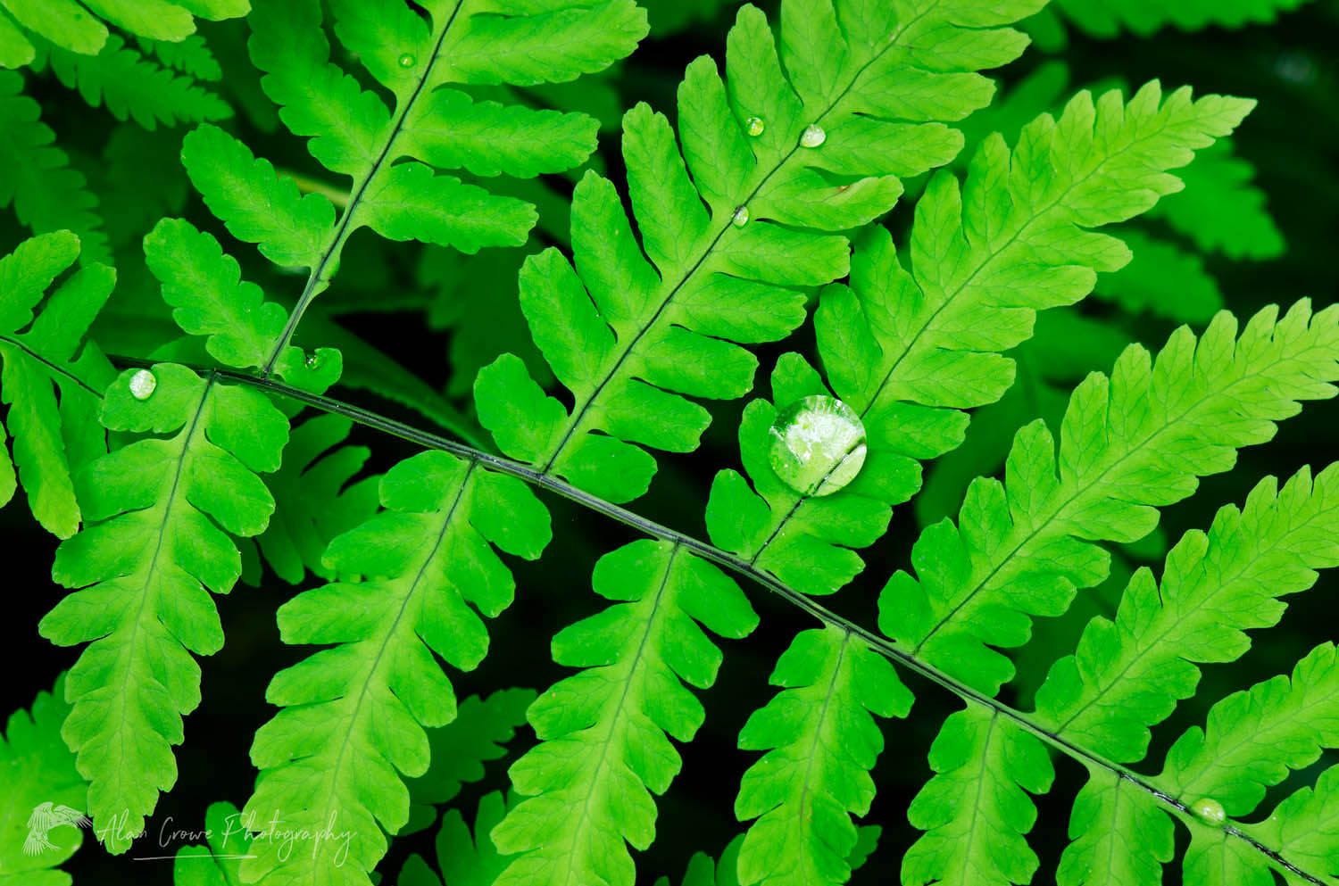 Common Oak Fern, Northern Oak Fern (Gymnocarpium dryopteris) #62452