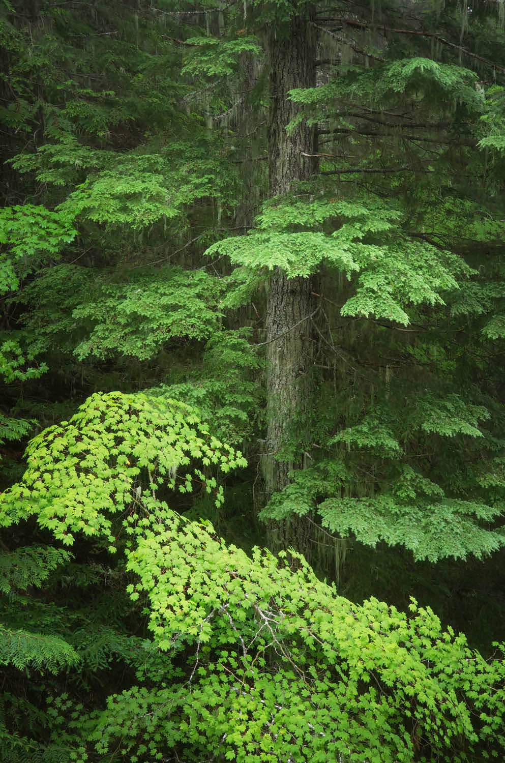 Old Growth Forest, Glacier Peak Wilderness North Cascades Washington #58194