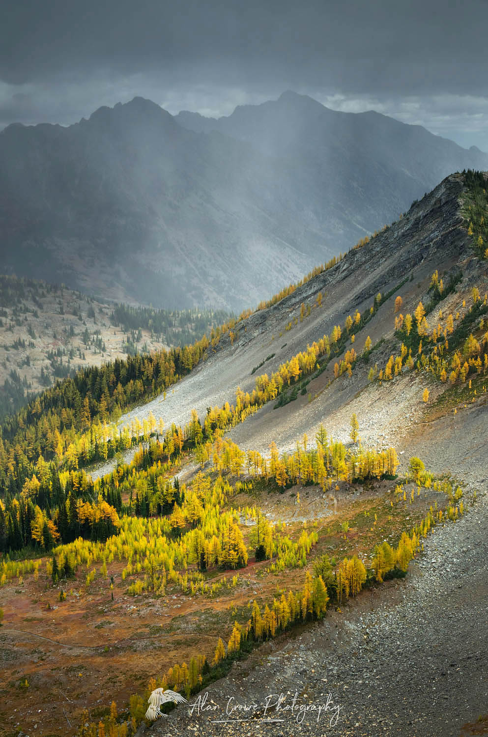 Subalpine Larches on slopes near Slate Peak, Pasayten Wilderness, North Cascades Washington #56448