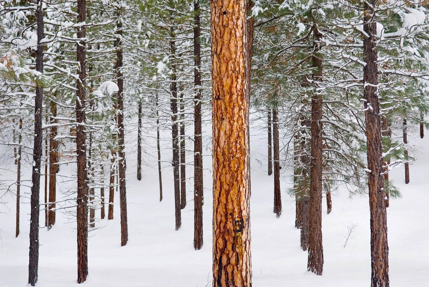 Ponderosa Pine forest (Pinus ponderosa) in winter Okanogan National Forest Washington #15708