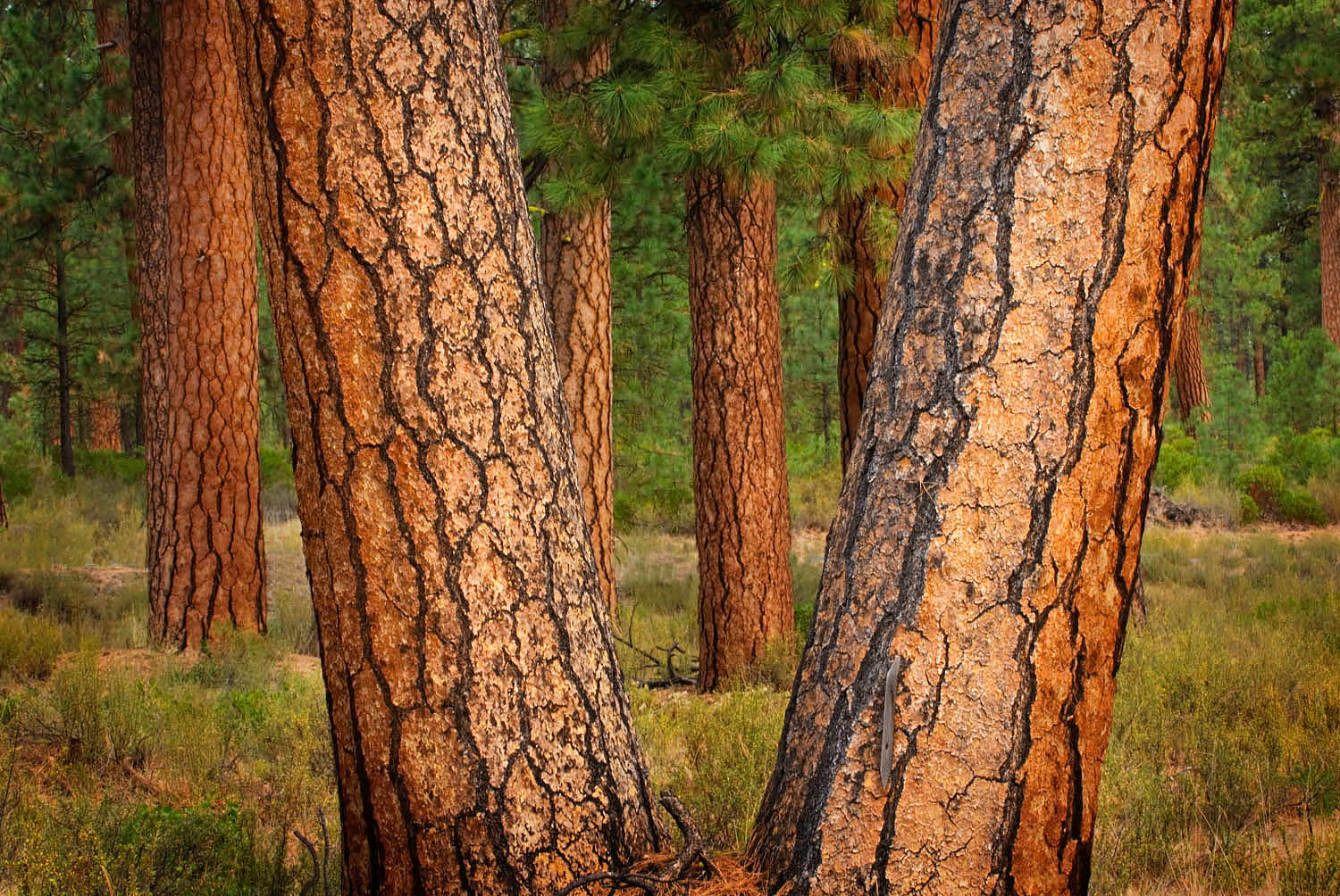 Ponderosa Pines (Pinus ponderosa) Deschutes National Forest Oregon #42243