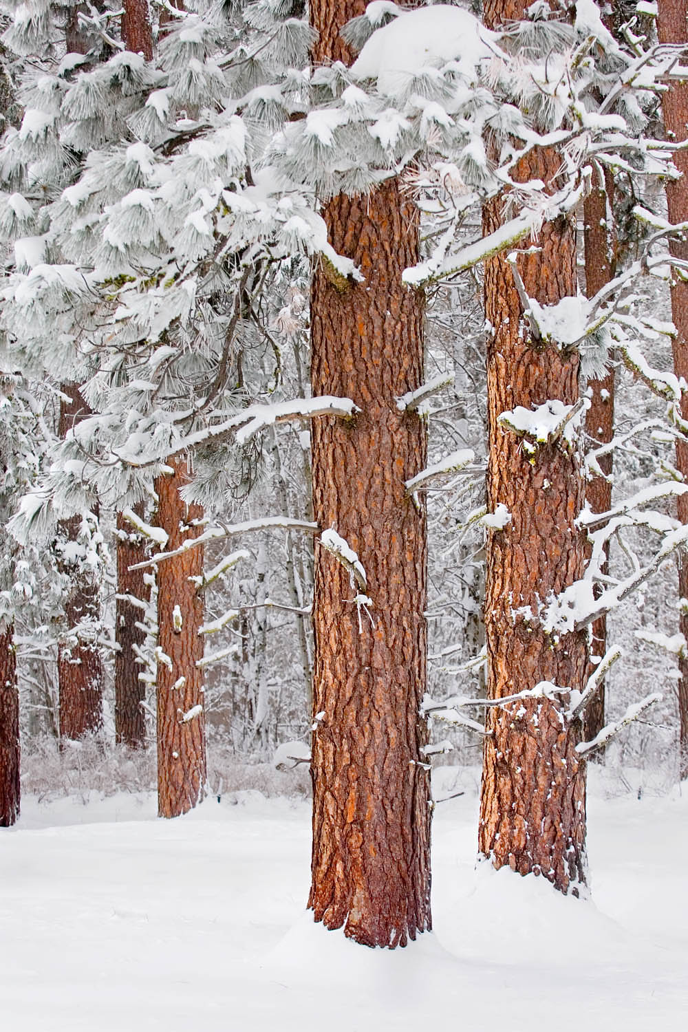 Frost covered needles on Ponderosa Pine trees (Pinus ponderosa), Methow Valley Washington #15754